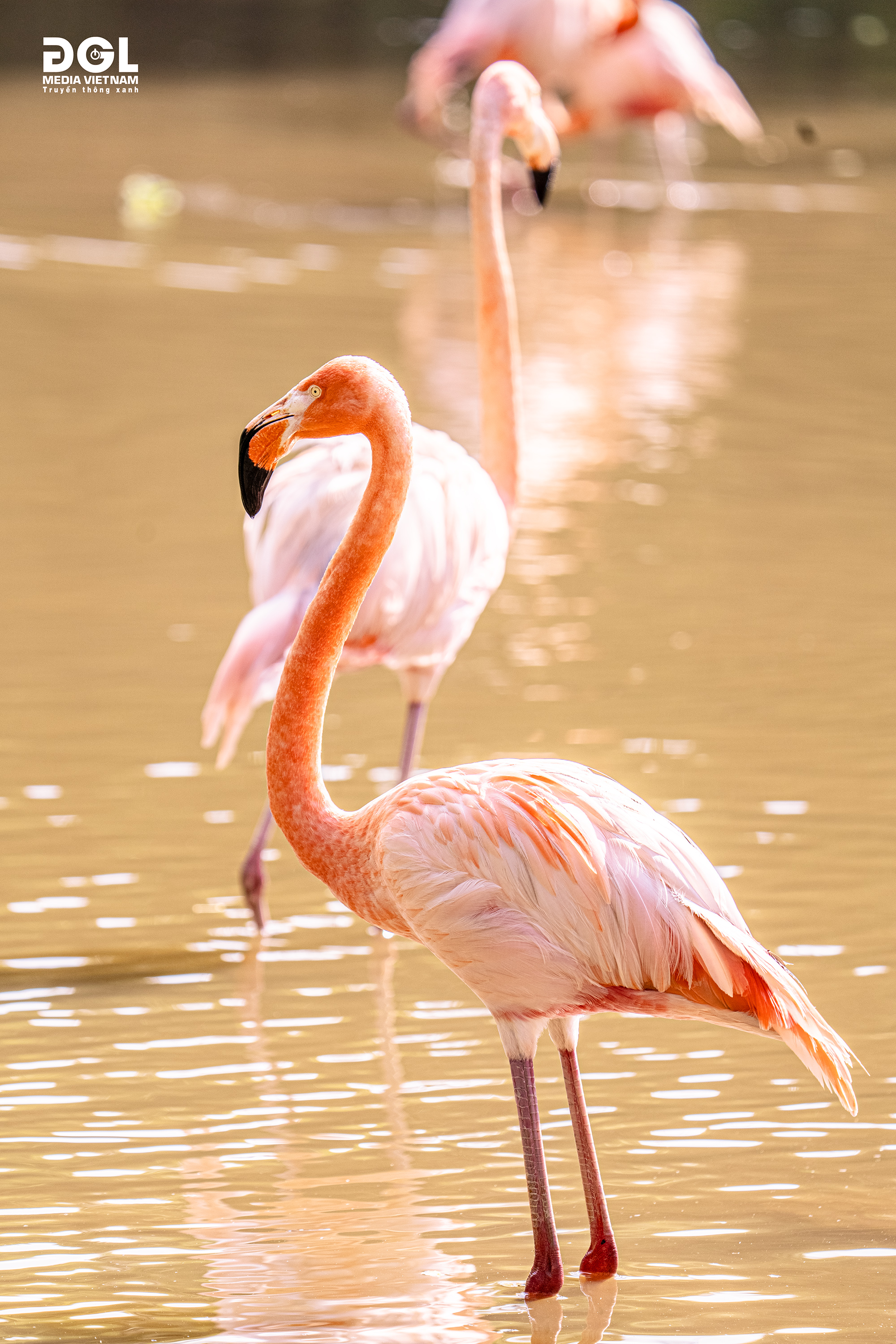  Flamingos are the name given to the species of wading birds belonging